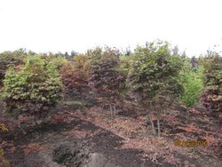Acer palmatum 'Atropurpureum' — photo 3